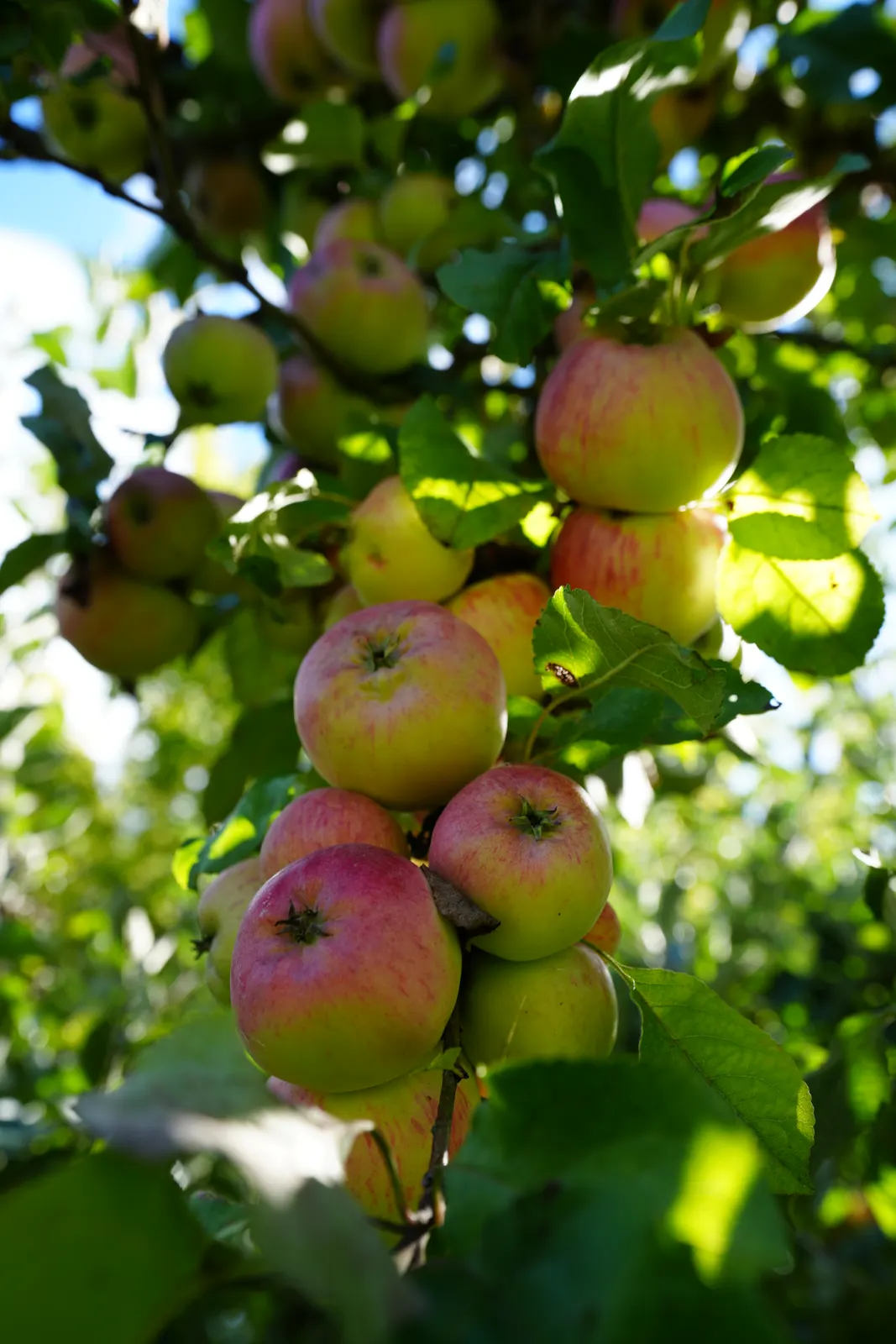Rot-gelbe Äpfel hängen dicht an einem Ast eines alten Apfelbaums im Garten