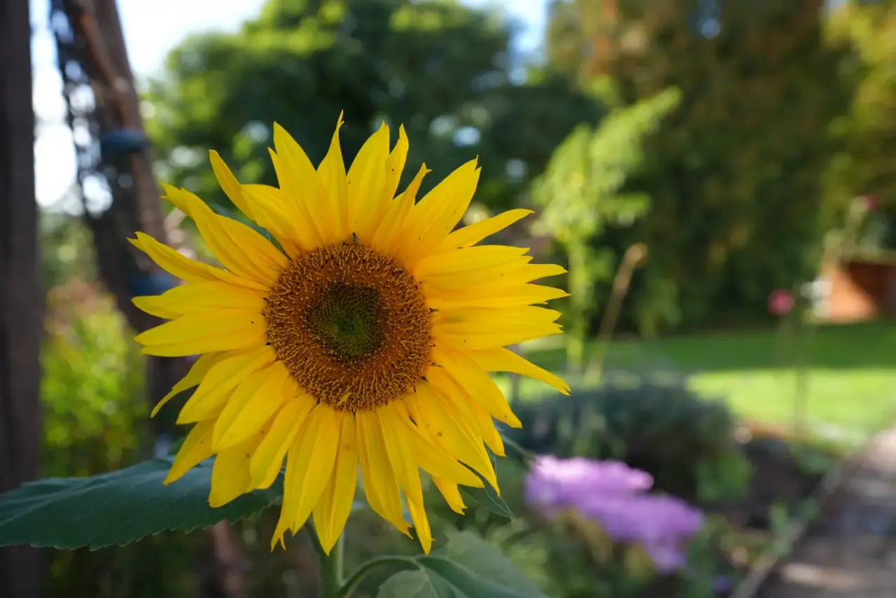 Sonnenblume im Garten der Pension Volgenandt im Spätsommer