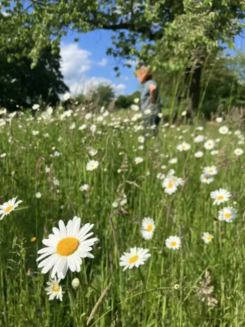 Blühwiese mit Margeriten im Frühsommer