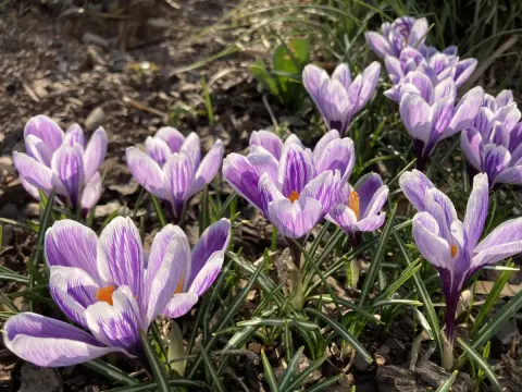Lila Krokusse im Frühling