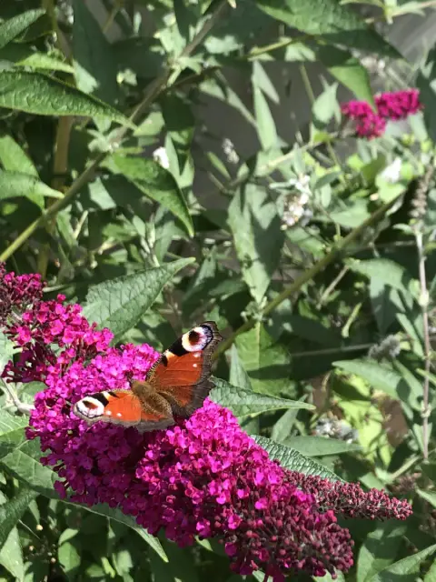 Tagpfauenauge auf Sommerflieder im Garten der Pension