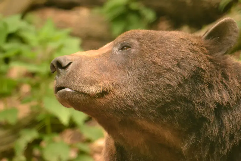 Braunbär – ausdrucksstarke Nahaufnahme des Kopfes