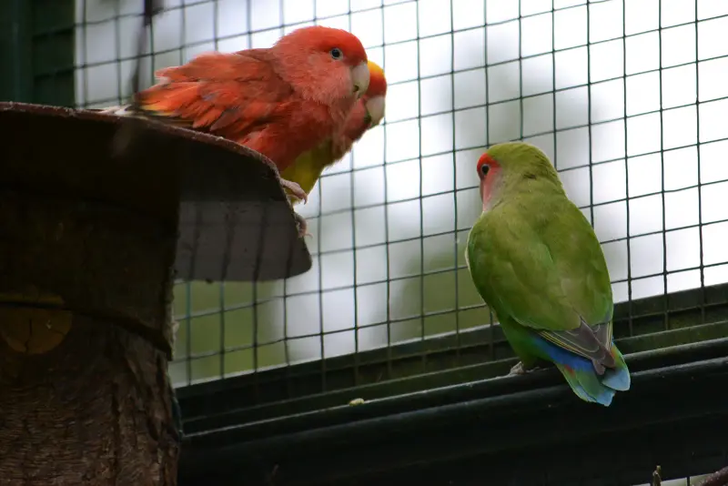 Bunte Papageien im Vogelbereich des Bärenparks