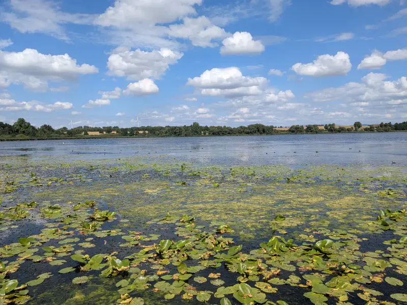 Seeburger See – Seerosen auf dem stillen Gewässer unter Sommerwolken