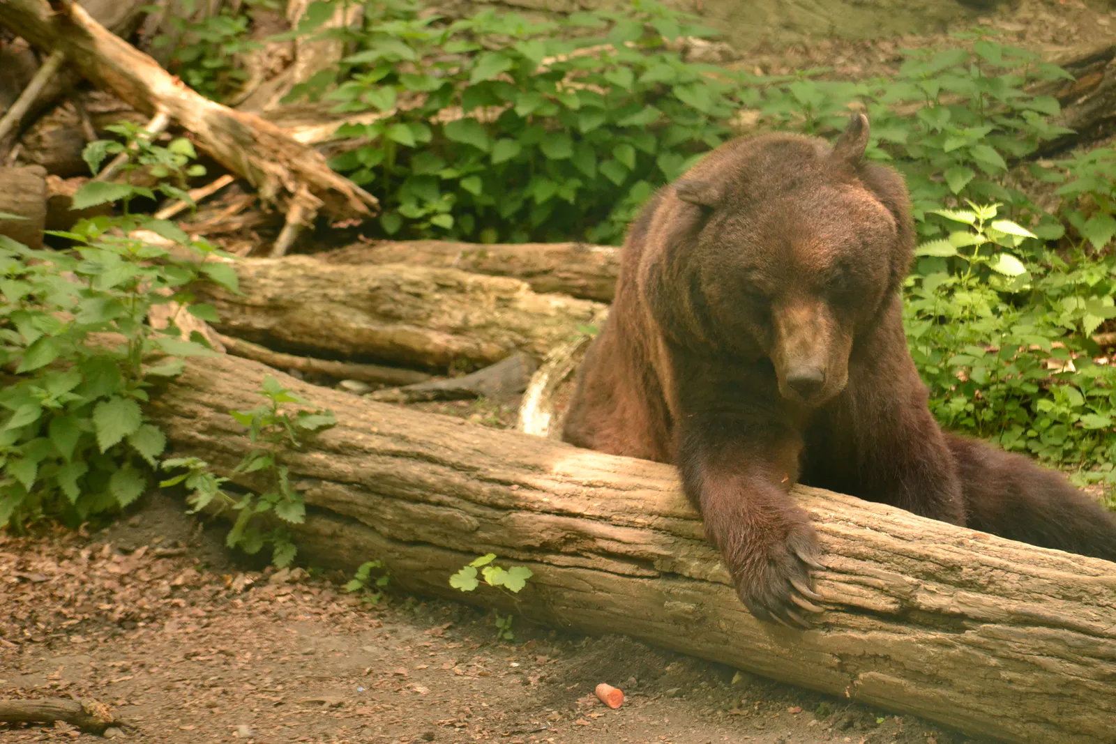 Brown bear relaxing on a tree trunk in the naturalistic enclosure