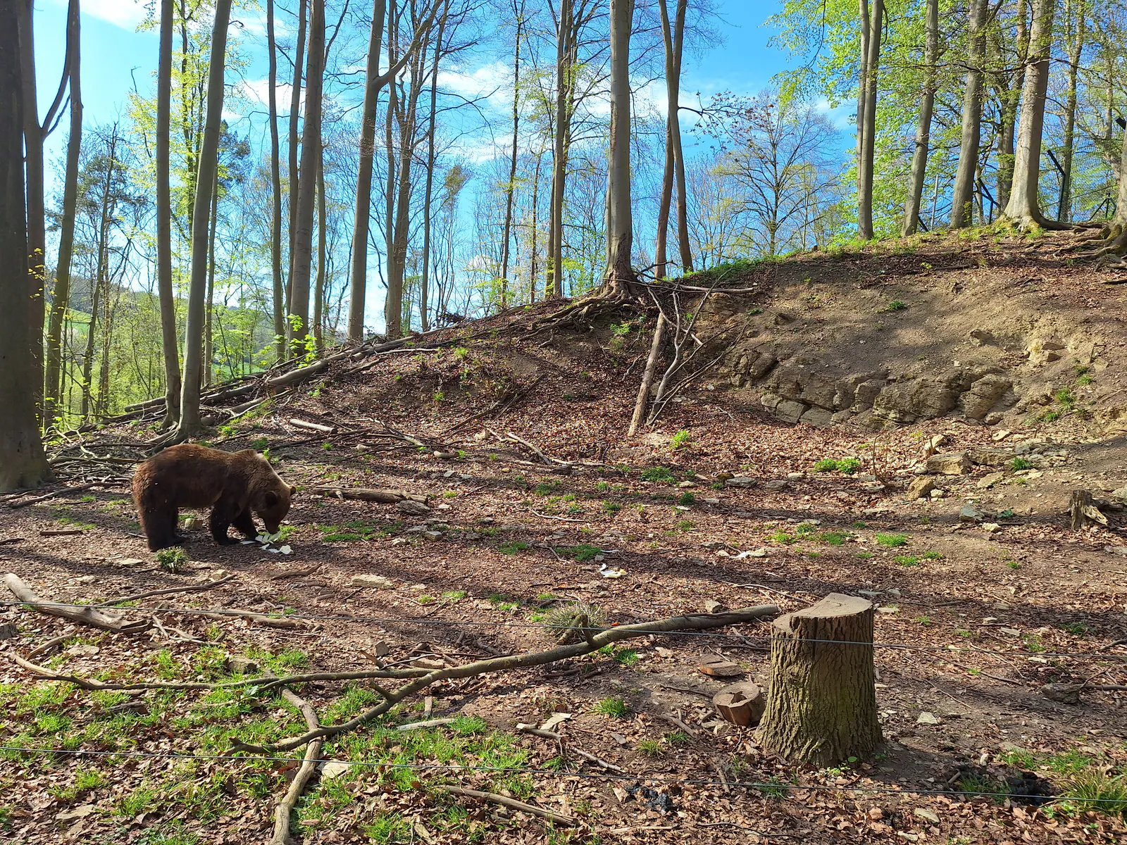 Brown bear roaming its spacious woodland enclosure in spring