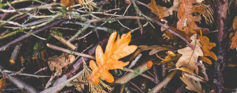 Baumkronenpfad im Nationalpark Hainich
