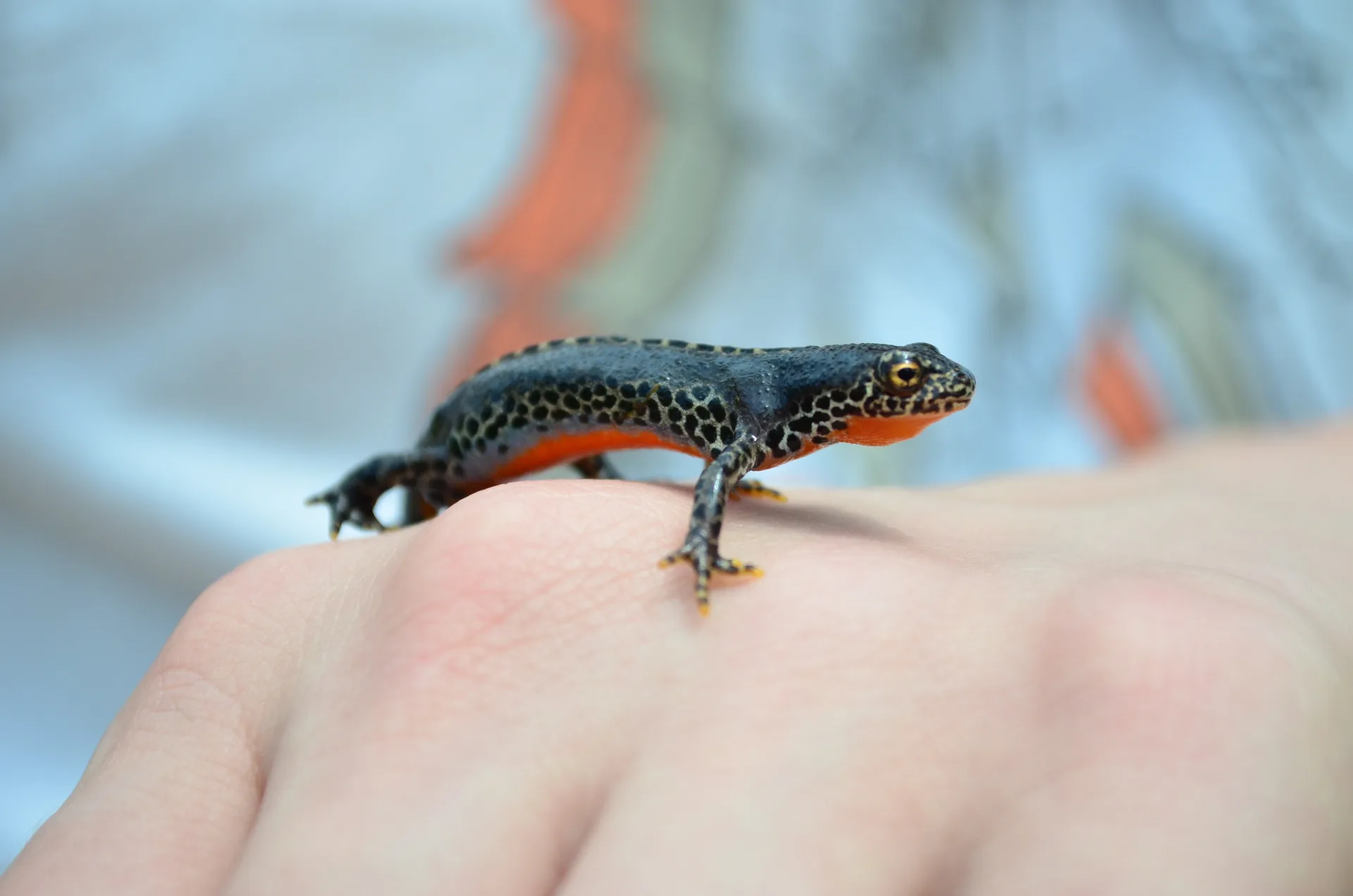 Amphibians at the garden pond of Pension Volgenandt