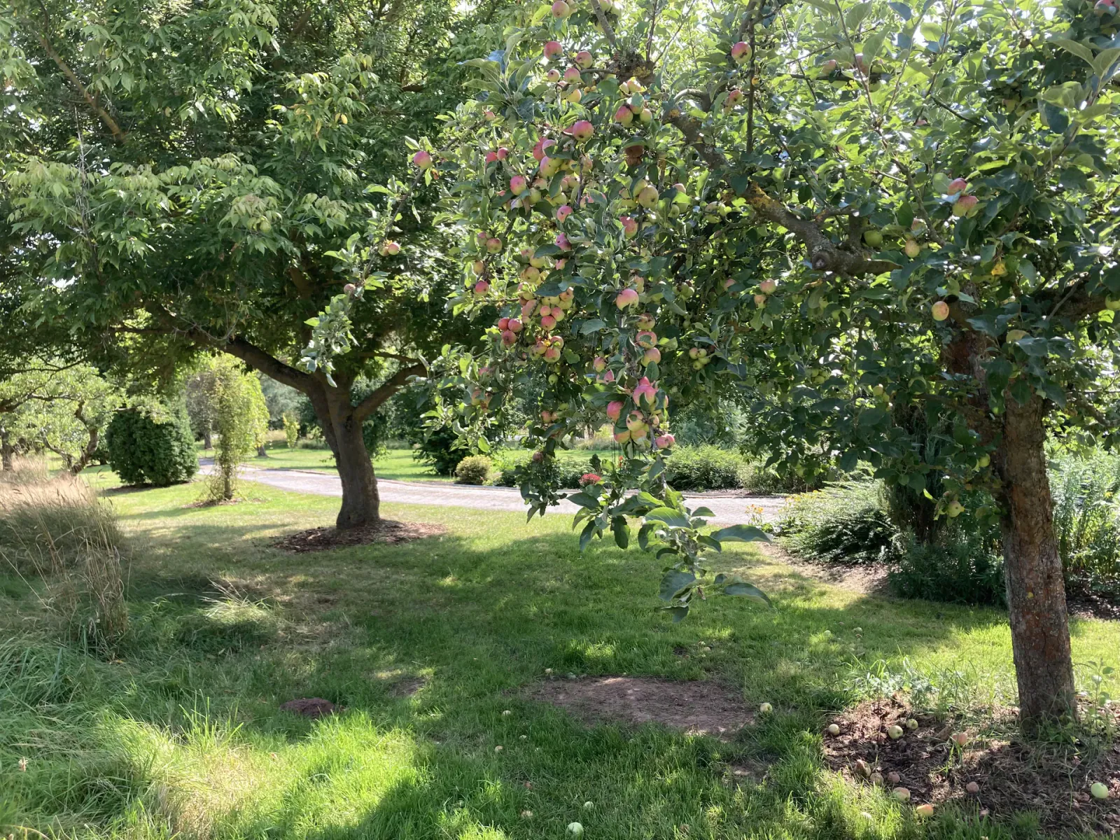 Apfelbäume im Garten der Pension Volgenandt