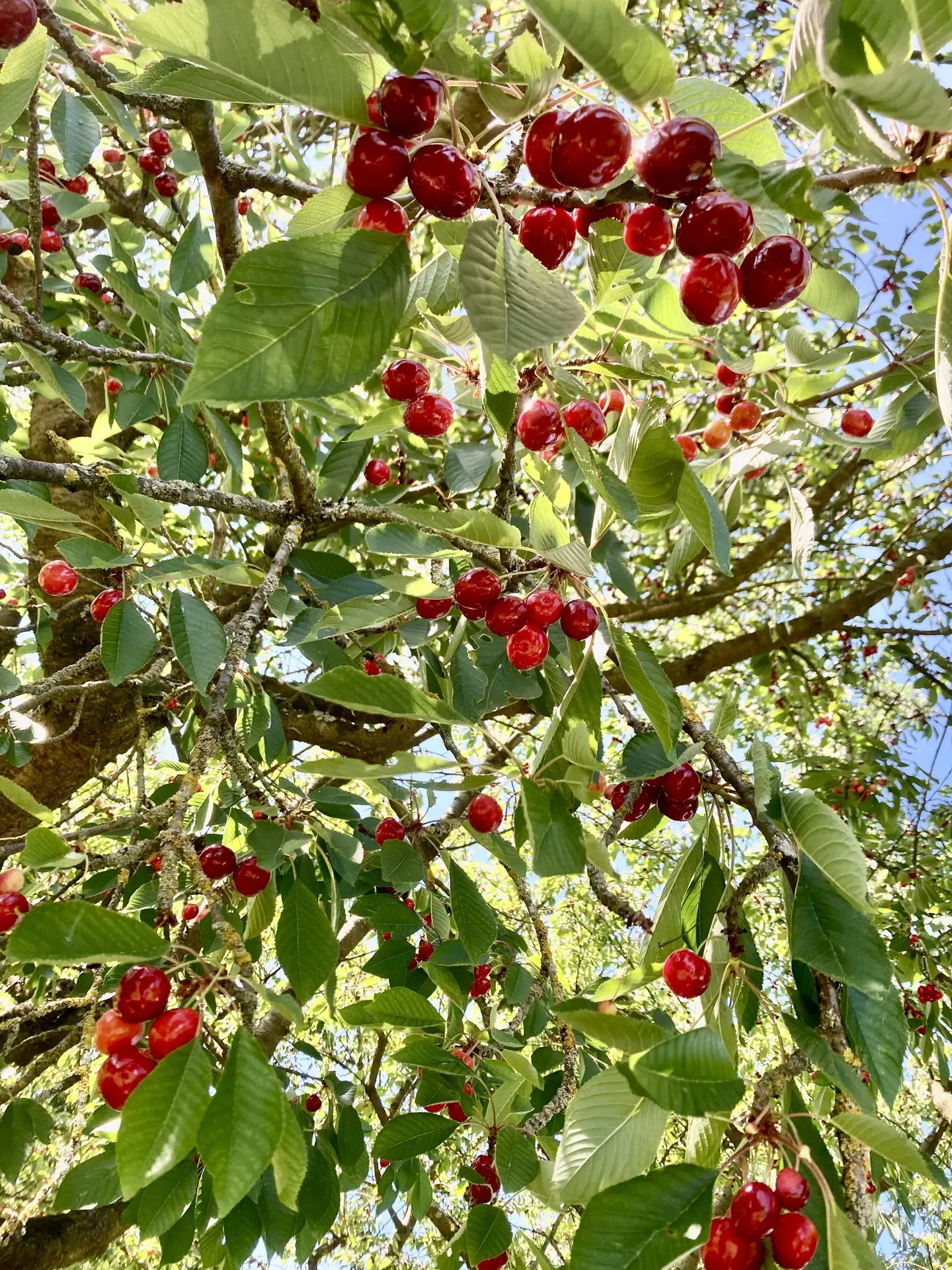 Reife Kirschen am Baum im Garten
