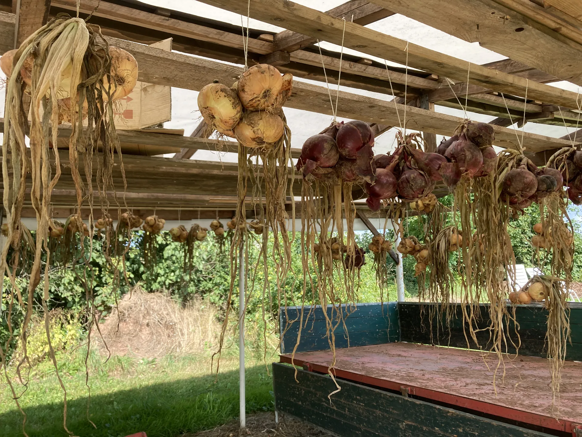 Selbst angebaute Zwiebeln zum Trocknen aufgehängt