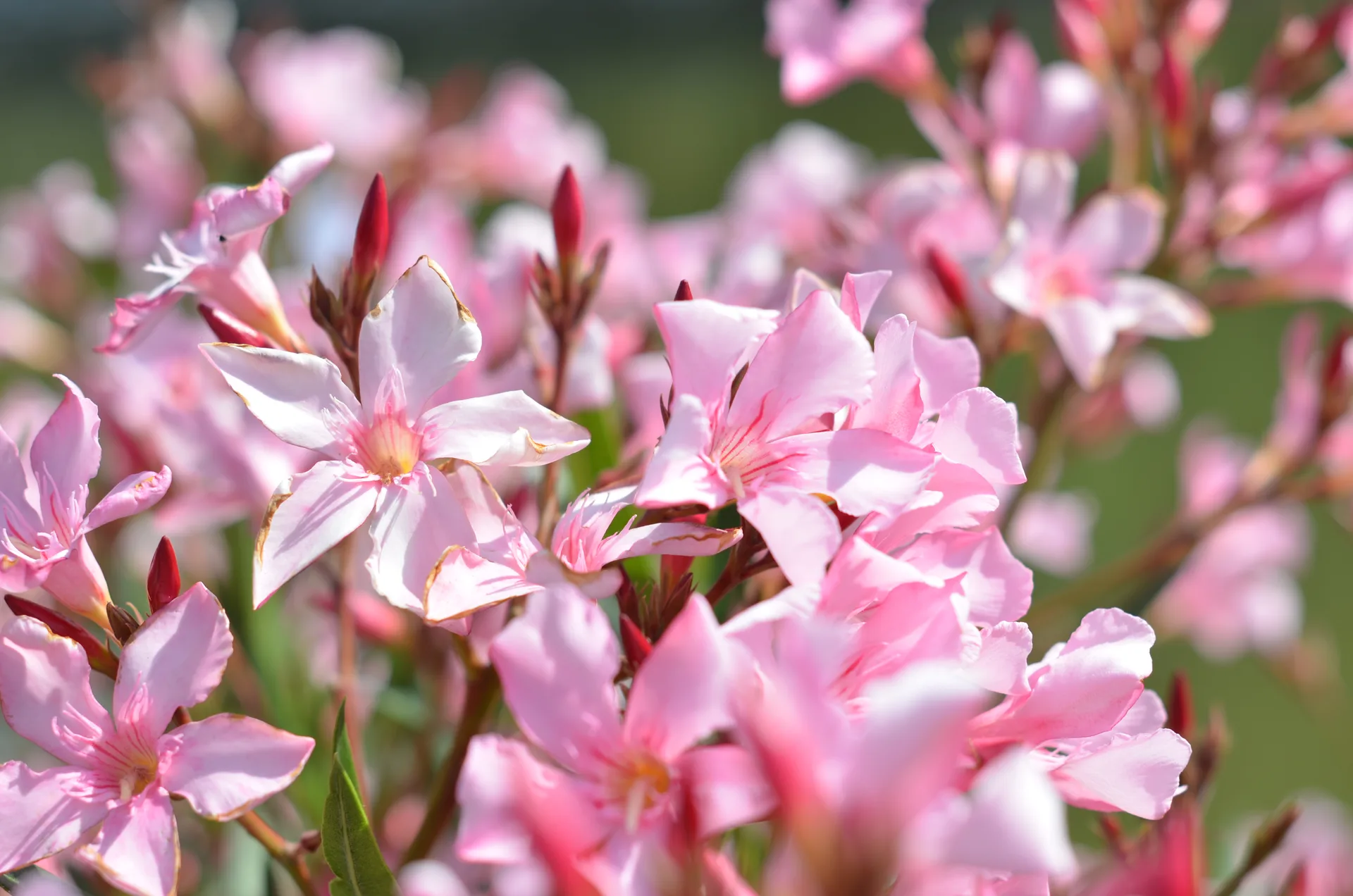 State Garden Show 2026 in Leinefelde-Worbis