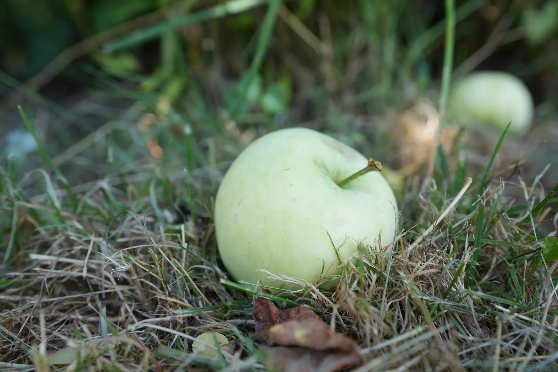 Ein heller Apfel liegt im Gras unter einem Apfelbaum im Garten der Pension Volgenandt