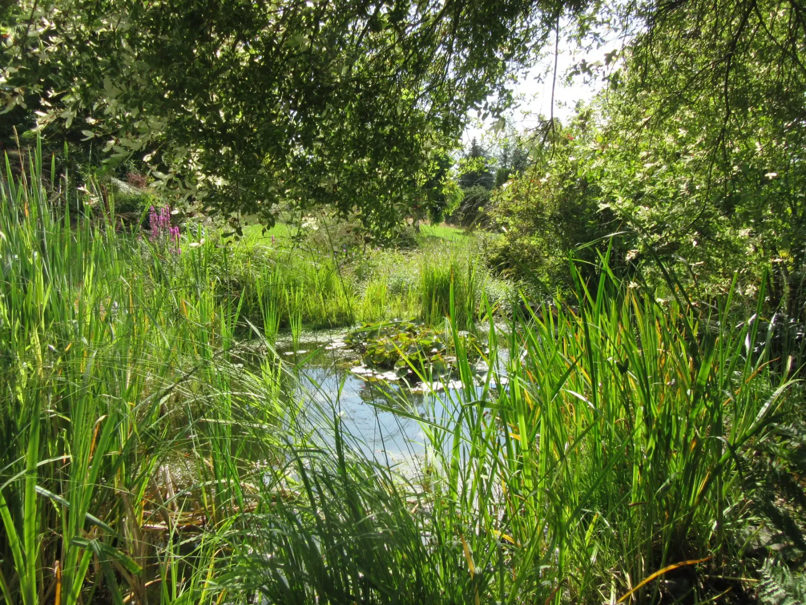 Naturteich mit Schilf und Wildblumen im Garten der Pension