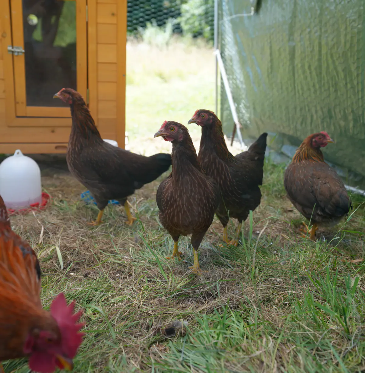 Die Hennen Emma, Ida, Rosi und Thea im Auslauf vor dem Hühnerstall