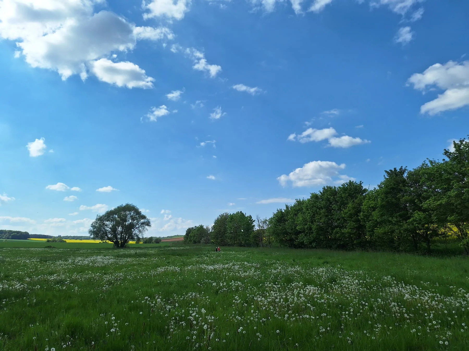Frühlingswiese mit Pusteblumen direkt neben der Pension