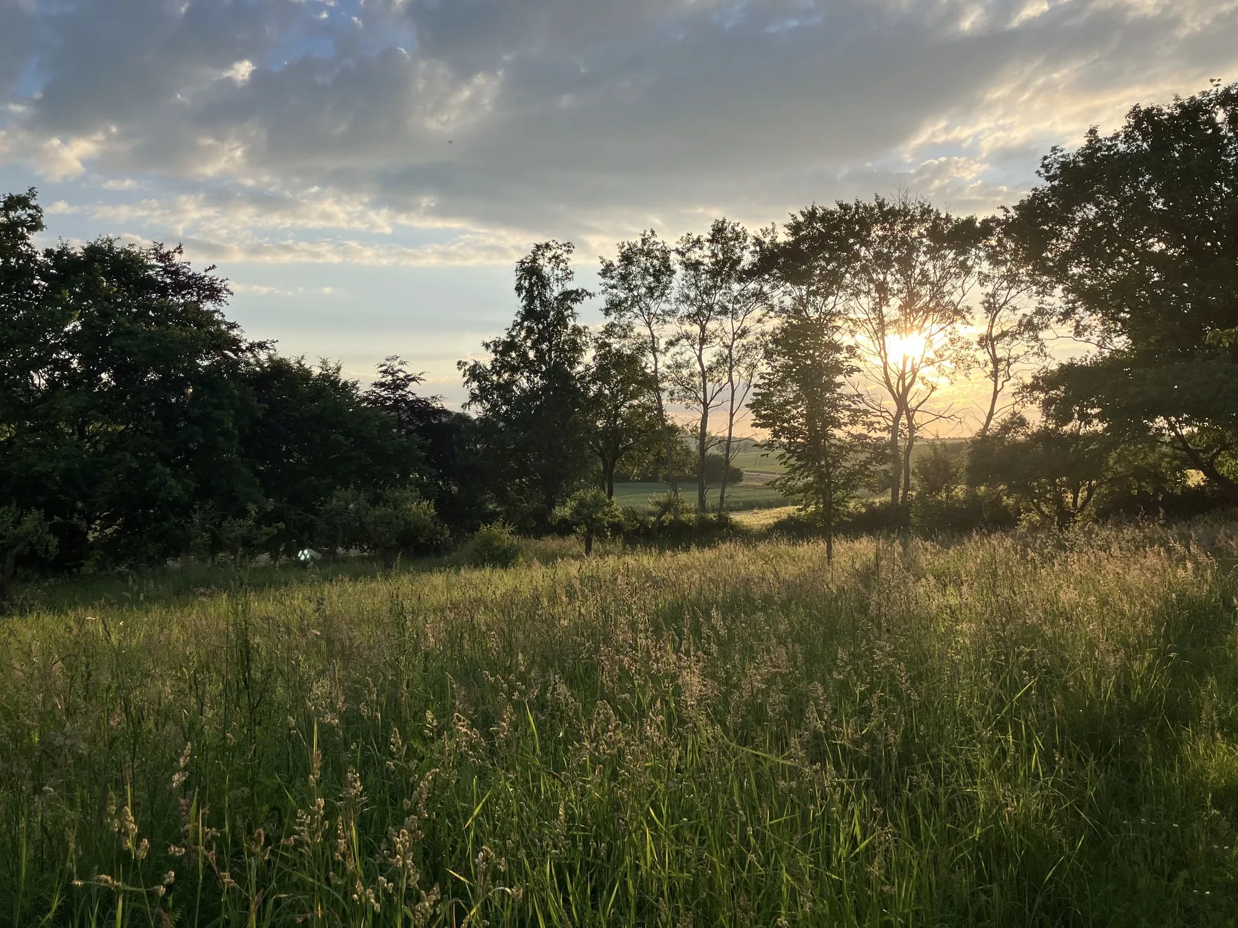 Wiese bei Sonnenuntergang in der Umgebung der Pension