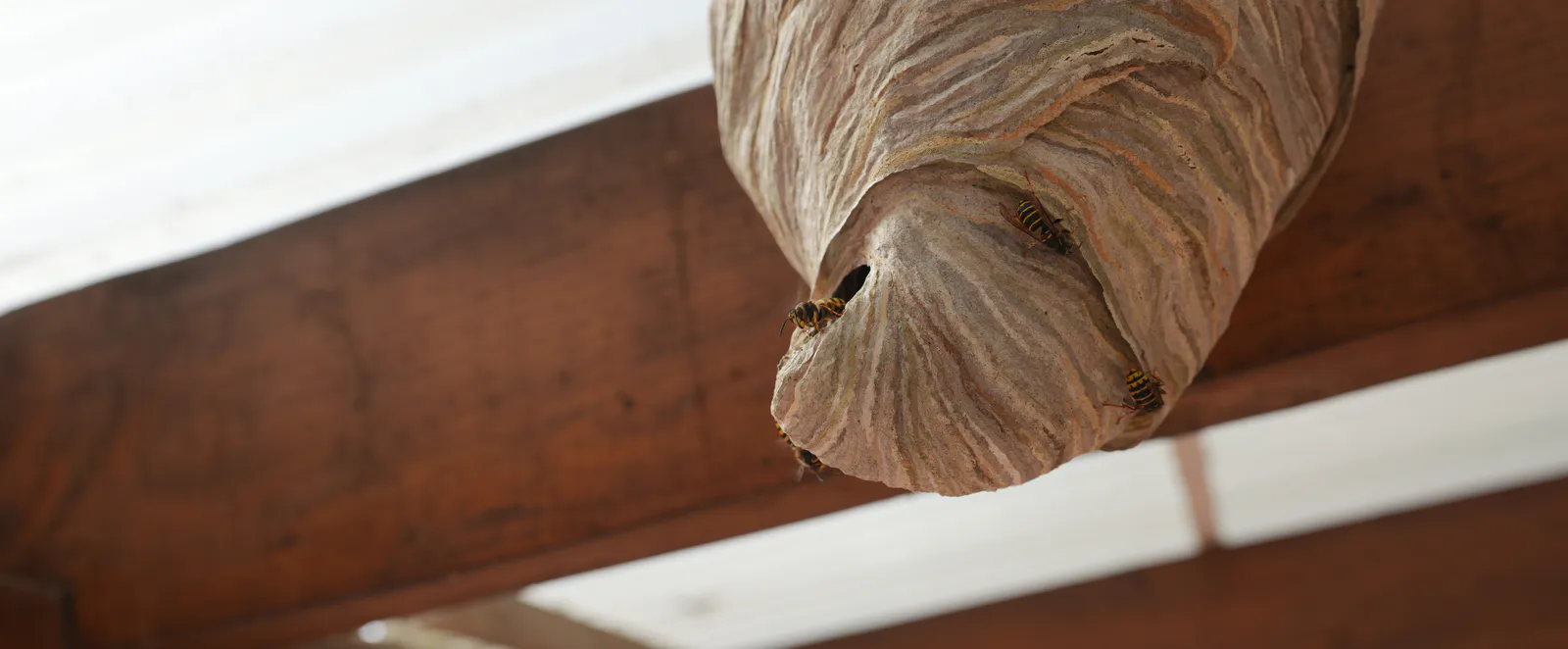 Wasp nest under the roof of our terrace at Pension Volgenandt
